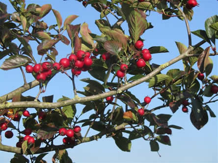 Crataegus ofwel meidoorn